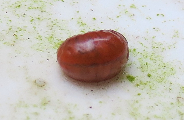 piccole limacce - no, larva di Lilioceris lilii